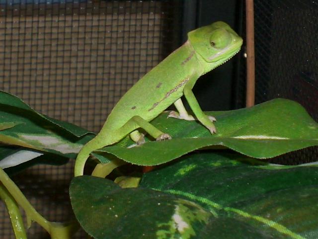 Baby cham