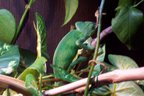 Pumpkin 11 month