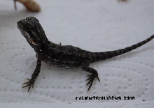 Black Dragon