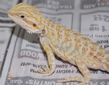 Hypo LeatherBack