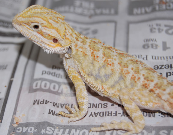 Hypo LeatherBack