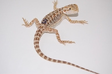 Quad Het Leatherback