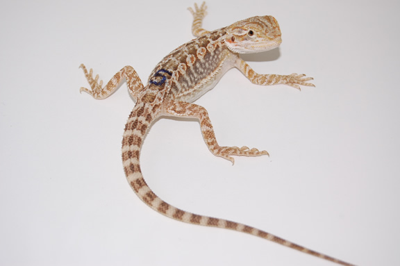 Quad Het Leatherback