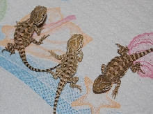 2009 Rankins Babies from new imported line