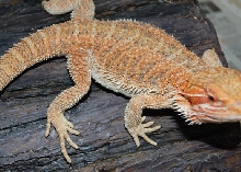 Look at those Spikes!