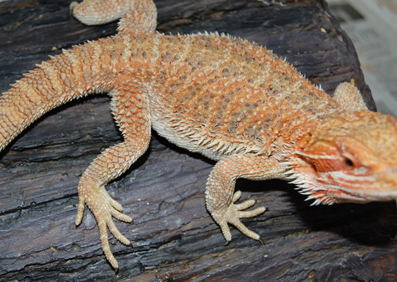 Look at those Spikes!