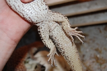 Ackie1