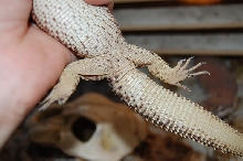 Ackie 2