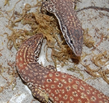 Red Ackies