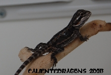 Black Dragon 2