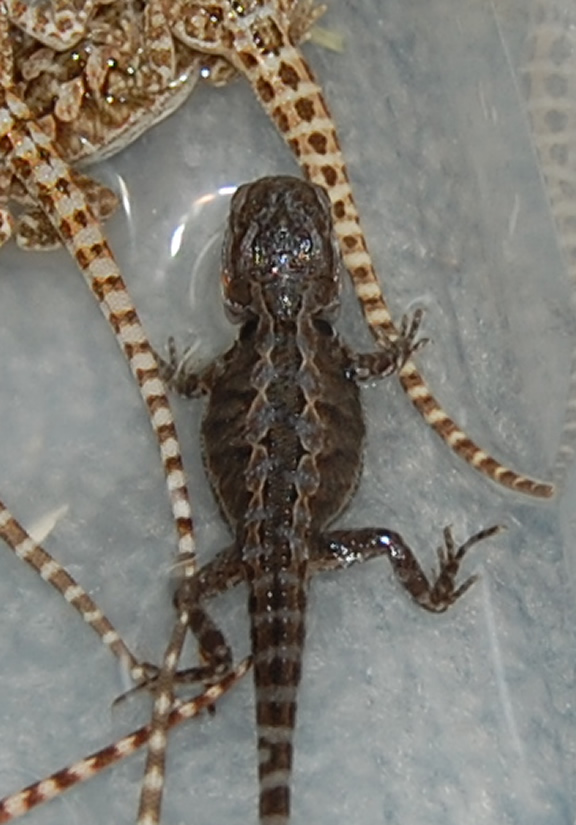 Black Dragon Soaking