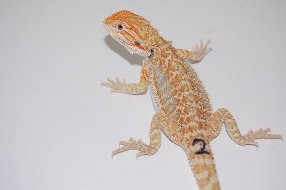 Blood Hypo