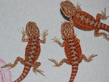 2009 Red Babies