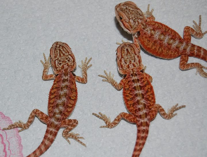 2009 Red Babies