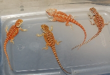 Some 2008 Reds