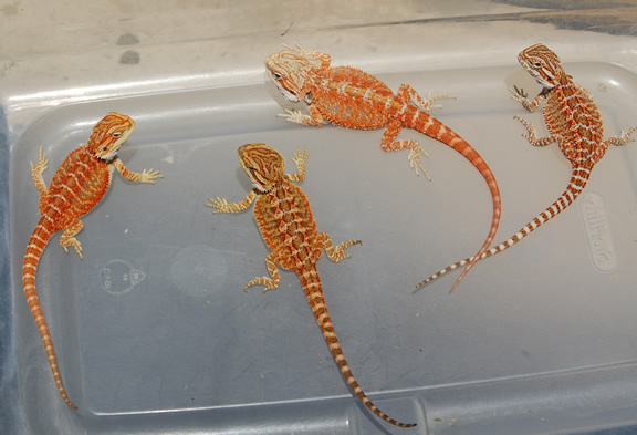Some 2008 Reds