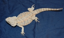 Coral Female