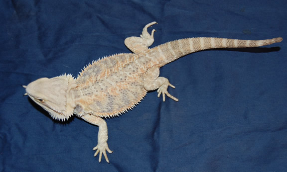 Coral Female
