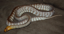 Woma 1