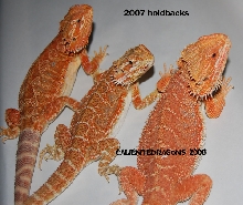 Hold Backs 2007