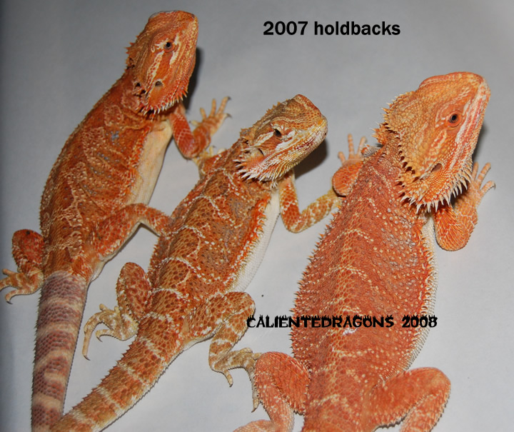 Hold Backs 2007