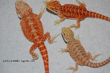 More 2008 reds