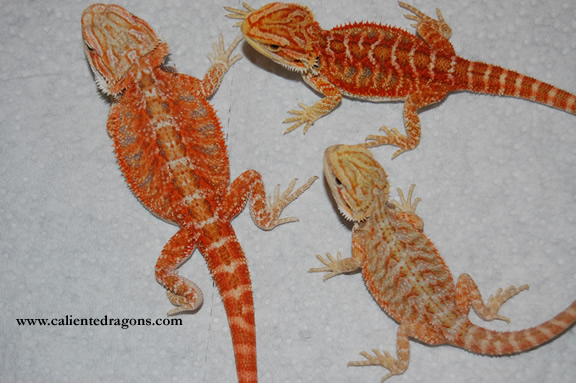 More 2008 reds
