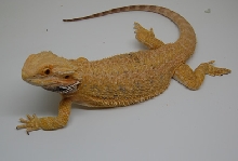 yellow female2