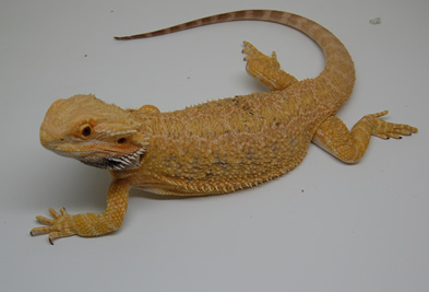 yellow female2