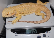 Yellow Female