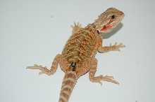 Rd Translucent 4