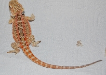 Nipped foot