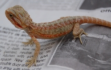 Salmon Hypo Translucent