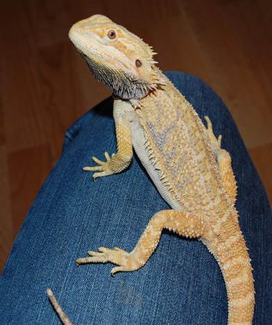 Sunburst sub adult male
