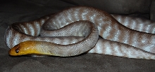 Woma Female Picture 2
