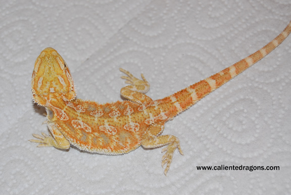 Caliente Hypo Yellow