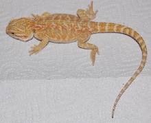 Yellow Hypo Clear Nail