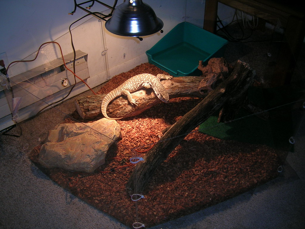 Chingy (savannah)