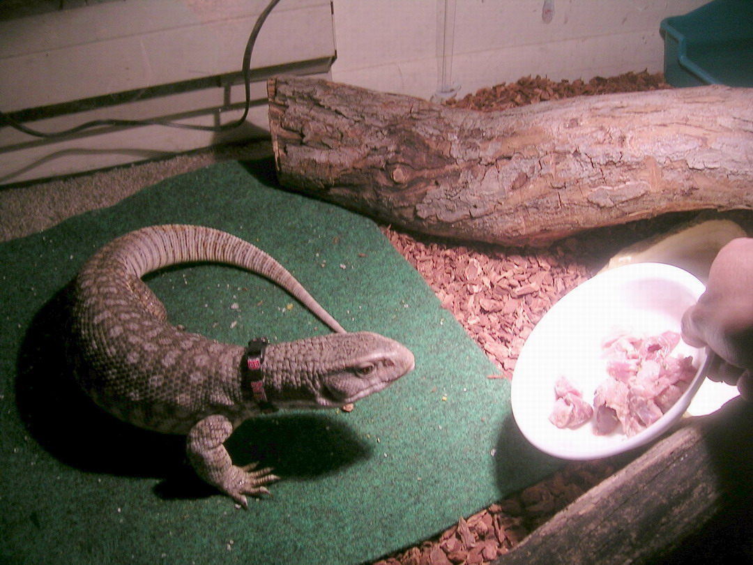 Dinner is served!!!