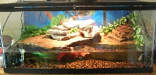 Turtles Frogs setup