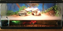 Turtle setup with fogger