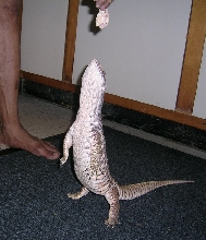 2 years old 2.5 feet male savannah (chingy)