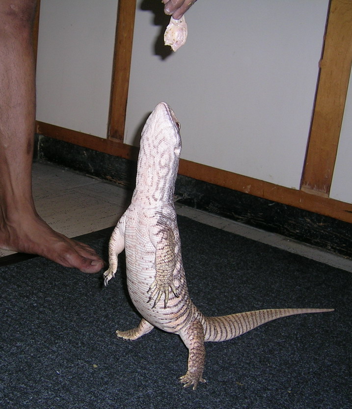 2 years old 2.5 feet male savannah (chingy)