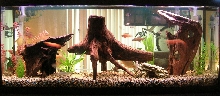 55 Gal freshwater setup