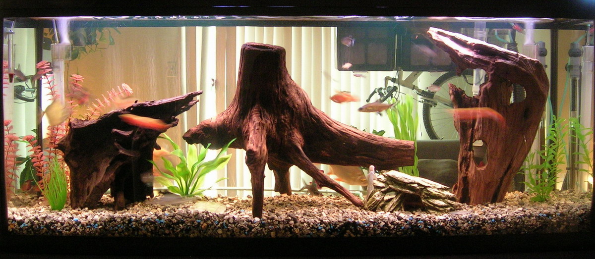 55 Gal freshwater setup