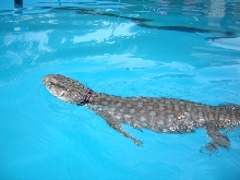 Chingy swims across the pool to me!!!