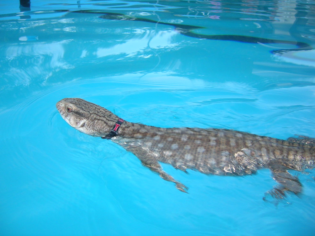 Chingy swims across the pool to me!!!