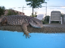 Chingy looks down the pool.