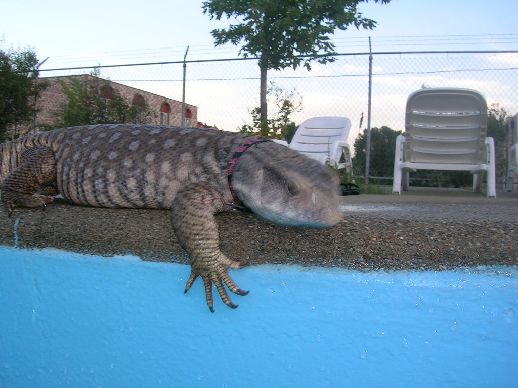 Chingy looks down the pool.