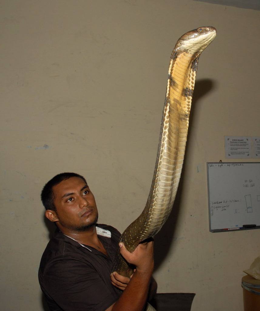 Did you say big?